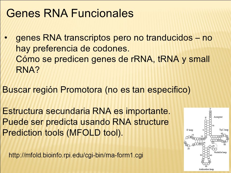 Genes RNA Funcionales genes RNA transcriptos pero no tranducidos – no hay preferencia de codones. Cómo se predicen genes de rRNA, tRNA y small RNA