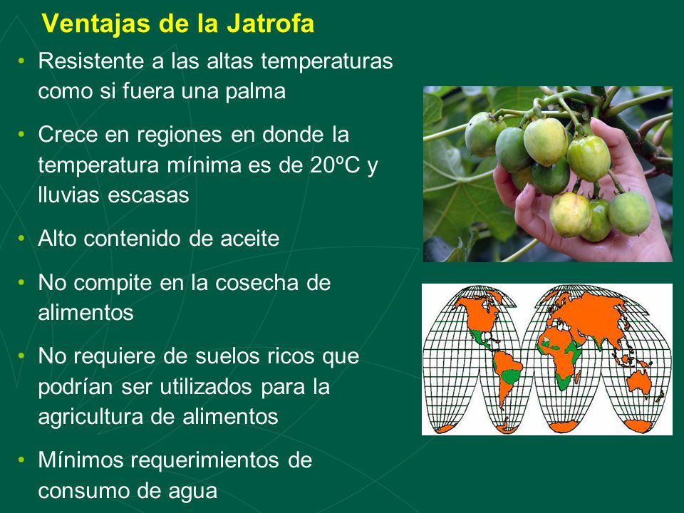 Ventajas de la Jatrofa Resistente a las altas temperaturas como si fuera una palma.