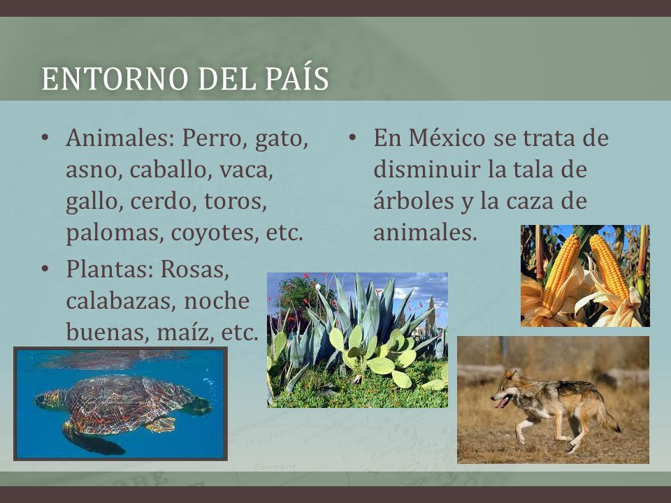 Entorno del país Animales: Perro, gato, asno, caballo, vaca, gallo, cerdo, toros, palomas, coyotes, etc.