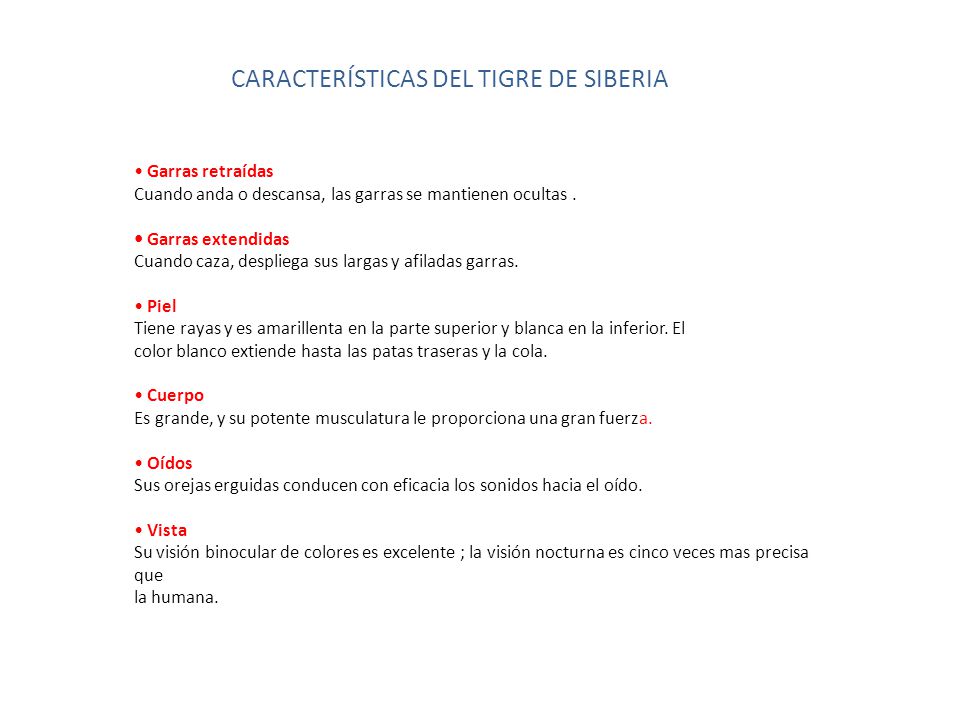 CARACTERÍSTICAS DEL TIGRE DE SIBERIA