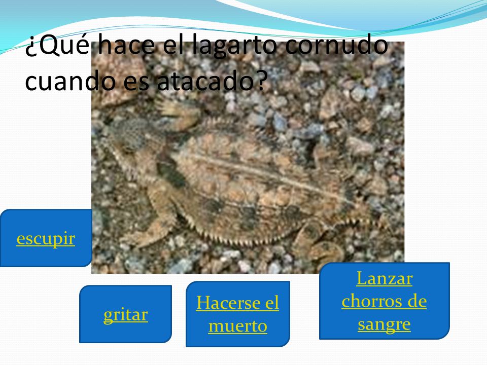 ¿Qué hace el lagarto cornudo cuando es atacado