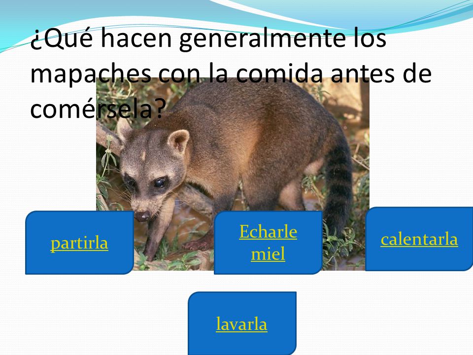 ¿Qué hacen generalmente los mapaches con la comida antes de comérsela