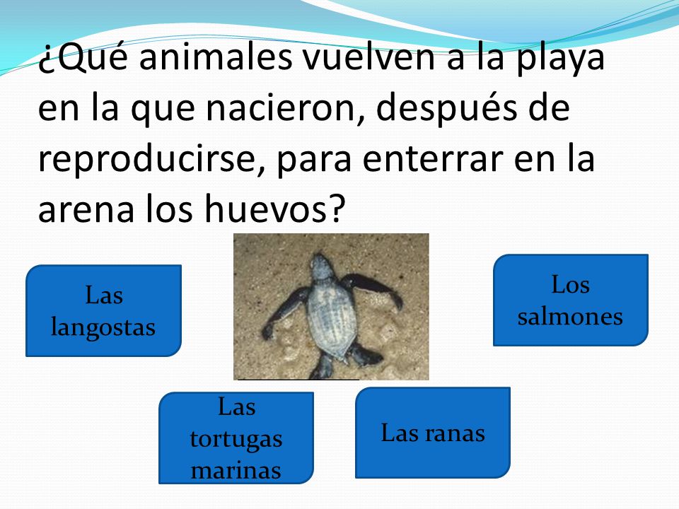 ¿Qué animales vuelven a la playa en la que nacieron, después de reproducirse, para enterrar en la arena los huevos