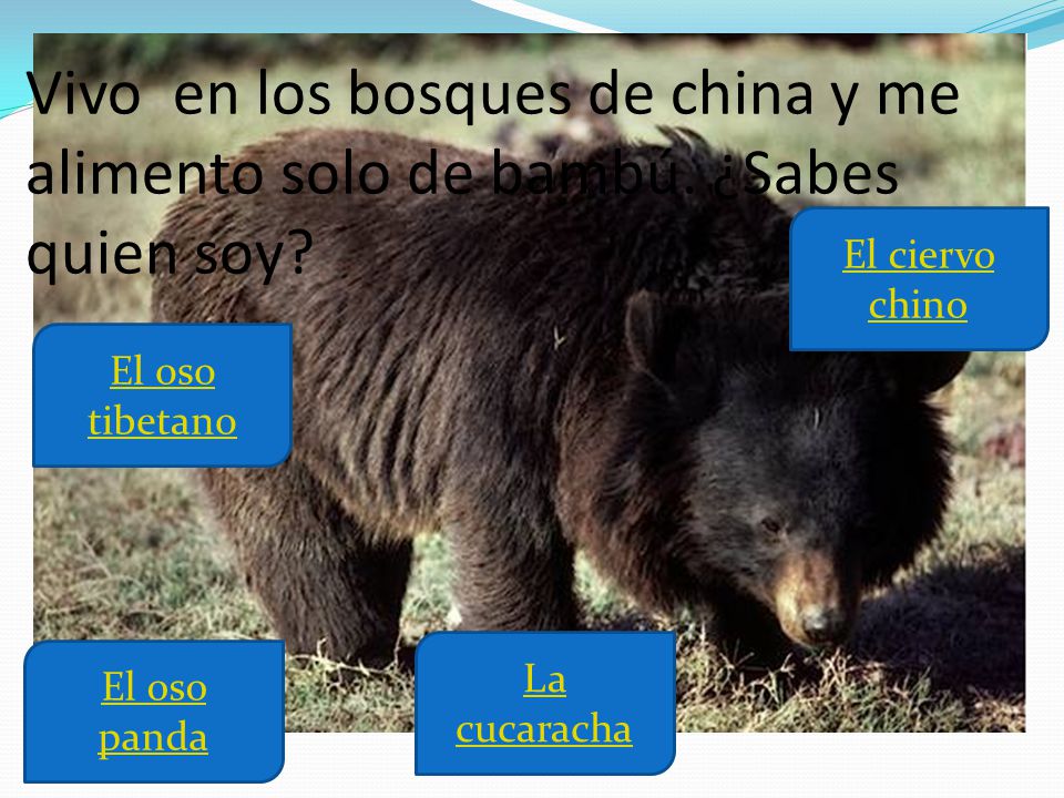 Vivo en los bosques de china y me alimento solo de bambú