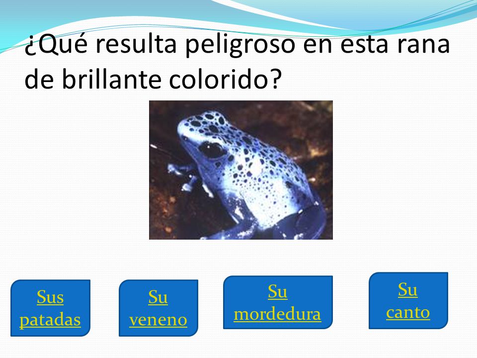 ¿Qué resulta peligroso en esta rana de brillante colorido