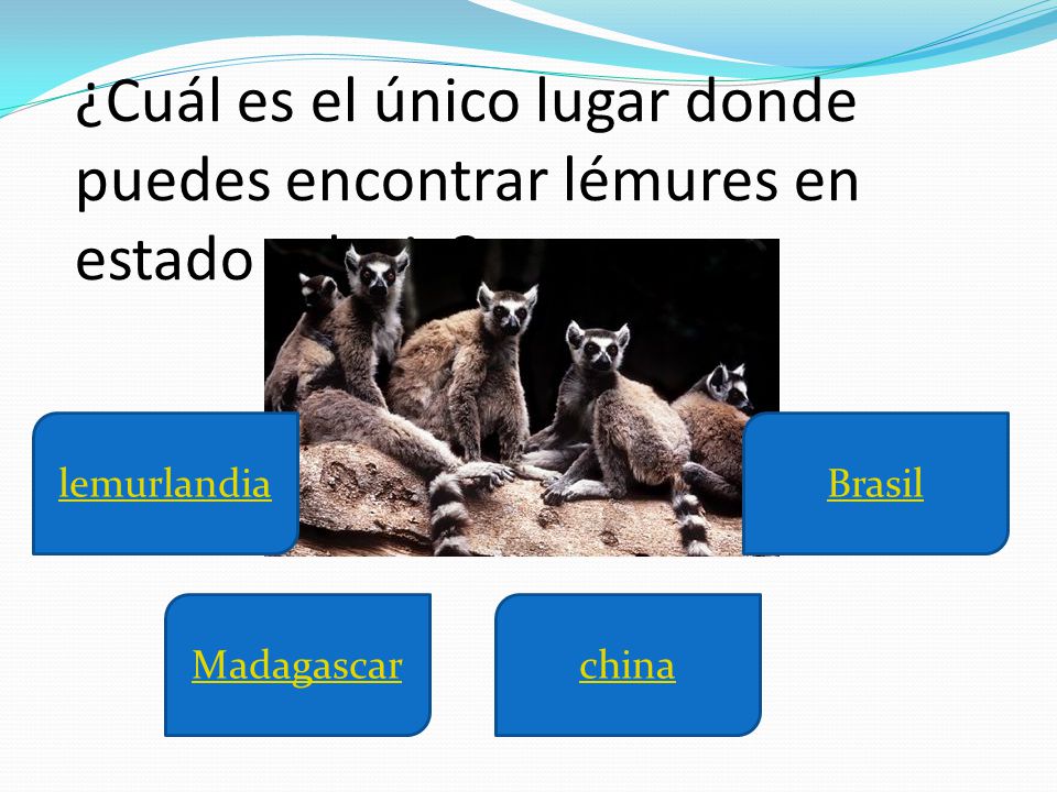 ¿Cuál es el único lugar donde puedes encontrar lémures en estado salvaje
