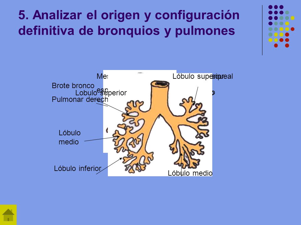 5. Analizar el origen y configuración definitiva de bronquios y pulmones