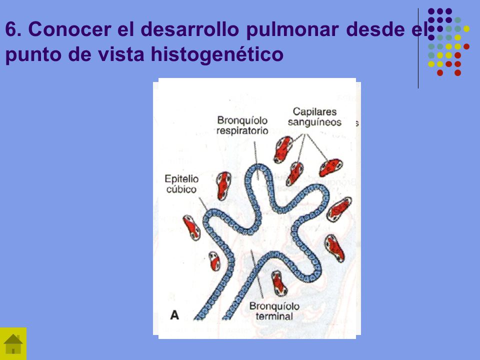 6. Conocer el desarrollo pulmonar desde el punto de vista histogenético