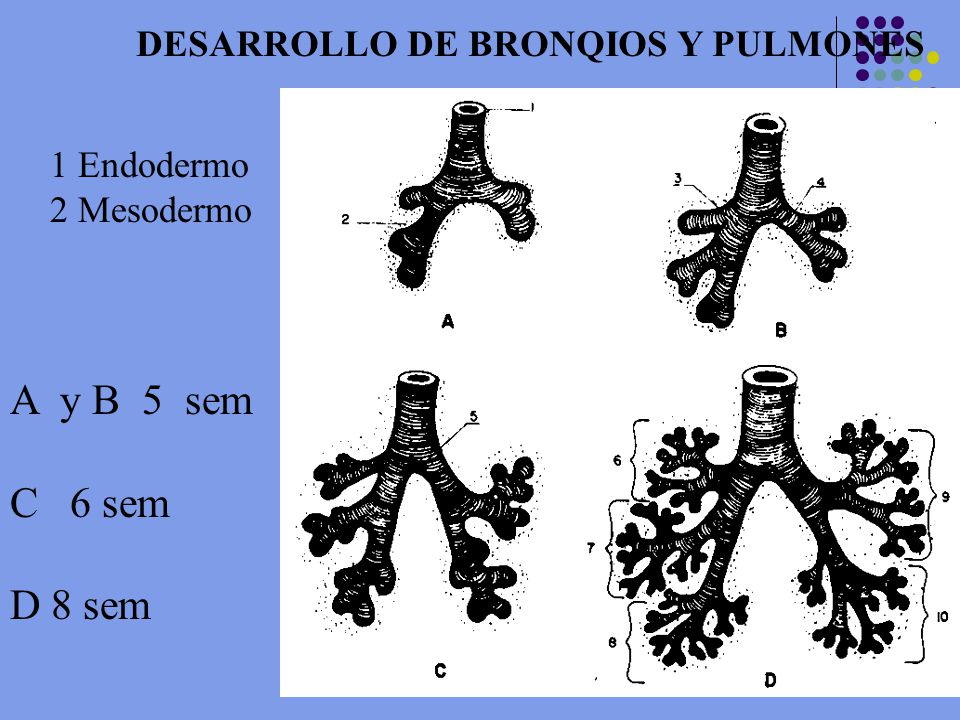A y B 5 sem C 6 sem D 8 sem DESARROLLO DE BRONQIOS Y PULMONES