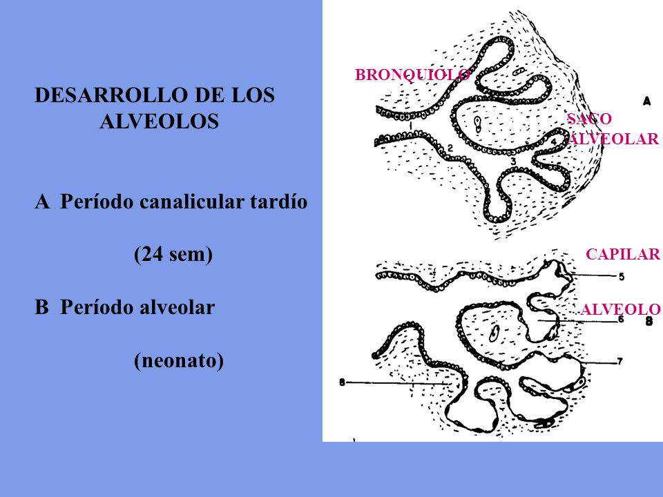 A Período canalicular tardío (24 sem) B Período alveolar (neonato)
