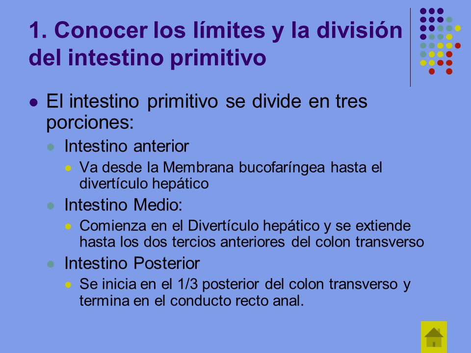 1. Conocer los límites y la división del intestino primitivo