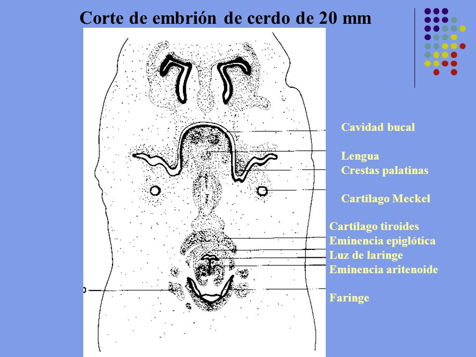 Corte de embrión de cerdo de 20 mm