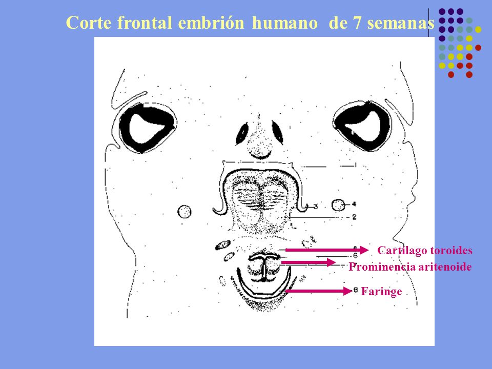 Corte frontal embrión humano de 7 semanas