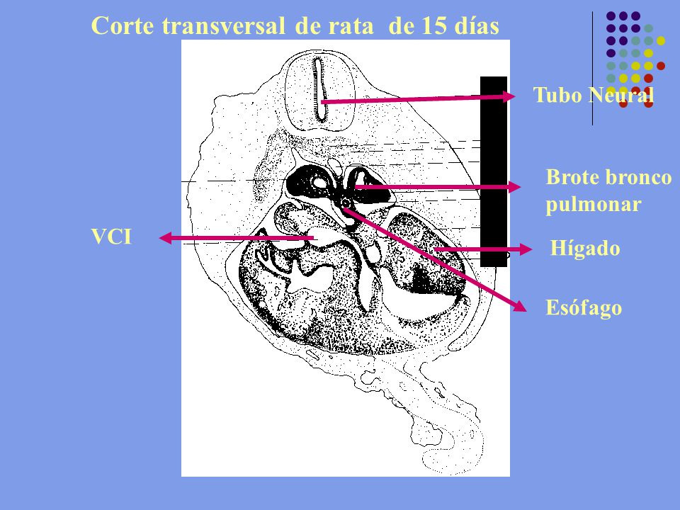 Corte transversal de rata de 15 días