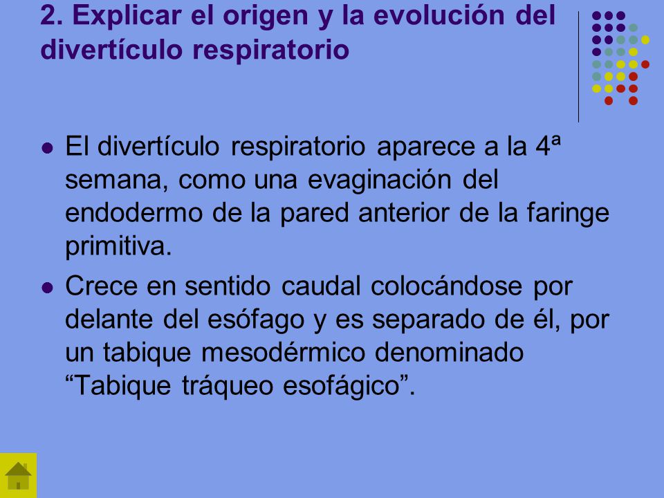 2. Explicar el origen y la evolución del divertículo respiratorio