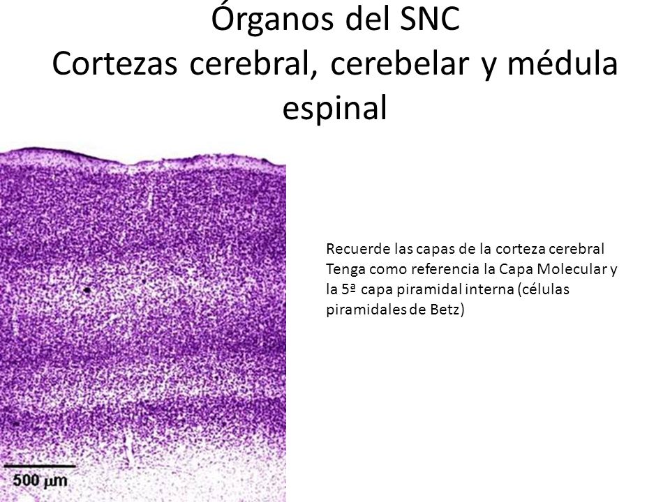Órganos del SNC Cortezas cerebral, cerebelar y médula espinal
