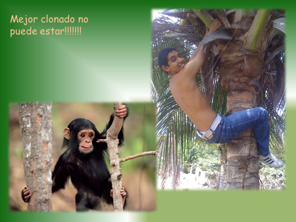 Mejor clonado no puede estar!!!!!!!