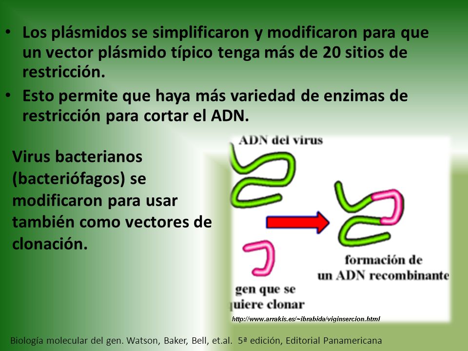 Los plásmidos se simplificaron y modificaron para que un vector plásmido típico tenga más de 20 sitios de restricción.