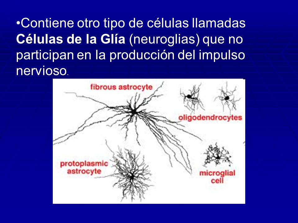 Contiene otro tipo de células llamadas Células de la Glía (neuroglias) que no participan en la producción del impulso nervioso.