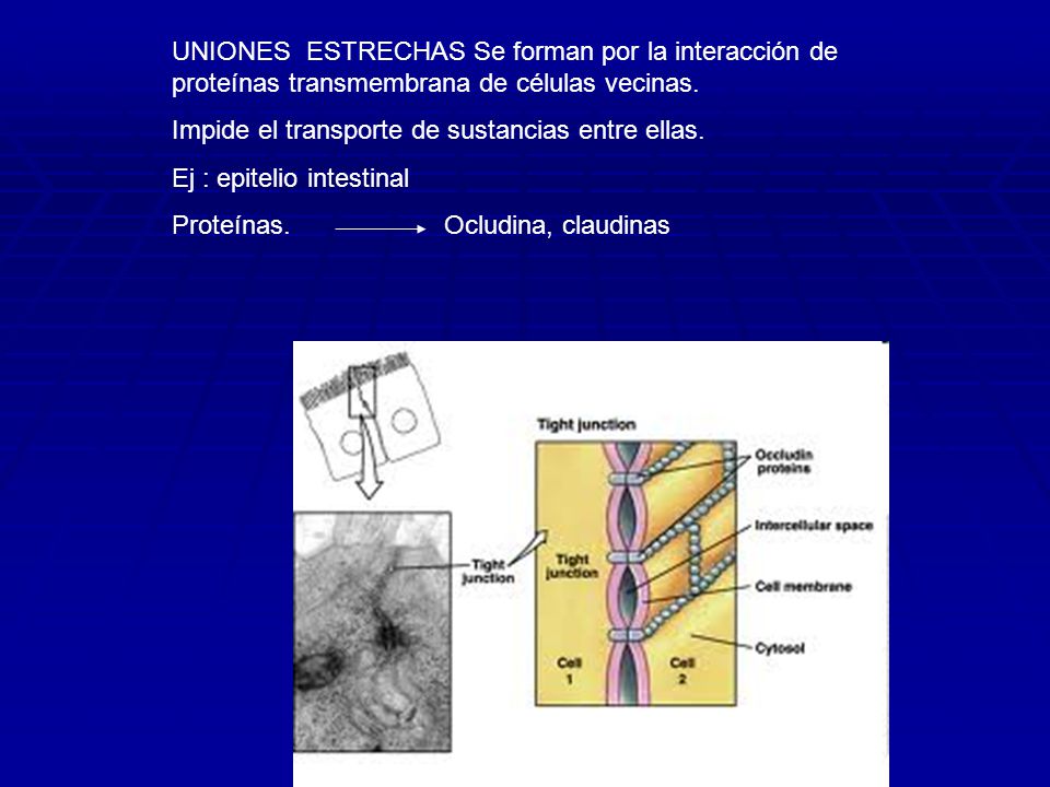 UNIONES ESTRECHAS Se forman por la interacción de proteínas transmembrana de células vecinas.
