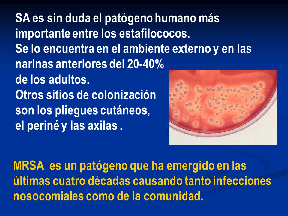 SA es sin duda el patógeno humano más importante entre los estafilococos.