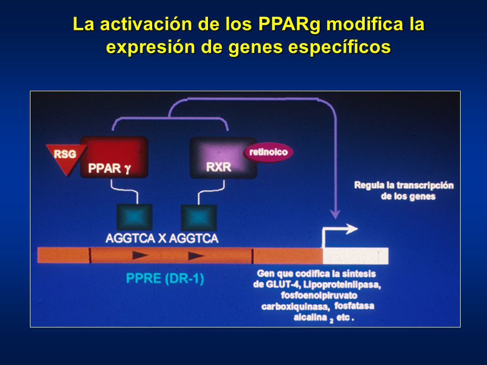 La activación de los PPARg modifica la expresión de genes específicos