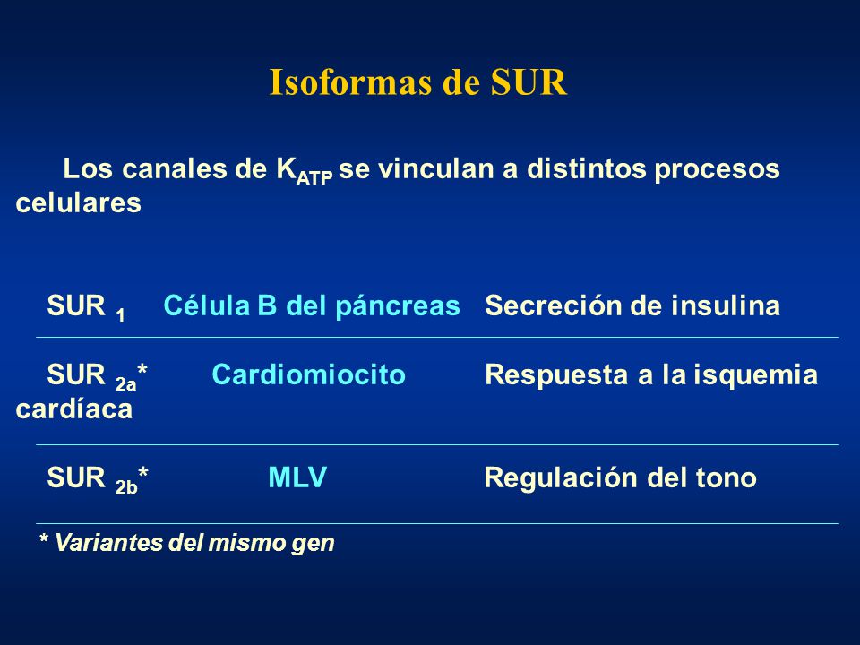 Isoformas de SUR Los canales de KATP se vinculan a distintos procesos celulares. SUR 1 Célula B del páncreas Secreción de insulina.