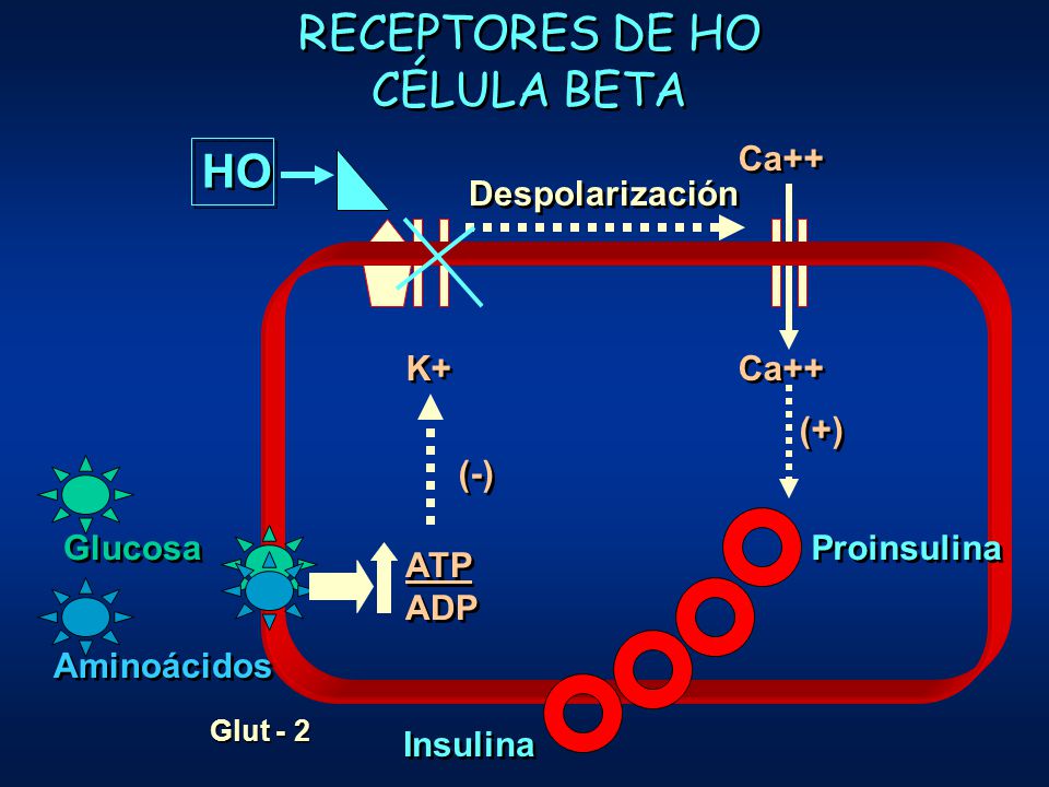 RECEPTORES DE HO CÉLULA BETA HO Ca++ Despolarización K+ Ca++ (+) (-)