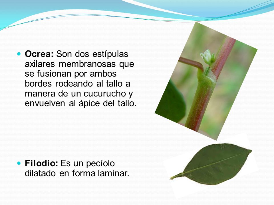 Ocrea: Son dos estípulas axilares membranosas que se fusionan por ambos bordes rodeando al tallo a manera de un cucurucho y envuelven al ápice del tallo.