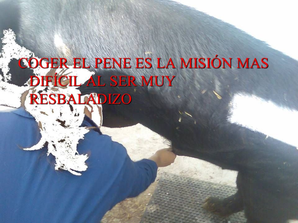 COGER EL PENE ES LA MISIÓN MAS DIFÍCIL AL SER MUY RESBALADIZO