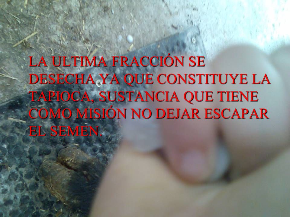 LA ULTIMA FRACCIÓN SE DESECHA YA QUE CONSTITUYE LA TAPIOCA, SUSTANCIA QUE TIENE COMO MISIÓN NO DEJAR ESCAPAR EL SEMEN.