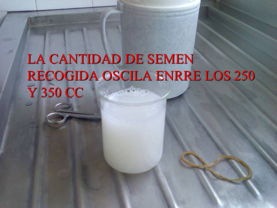 LA CANTIDAD DE SEMEN RECOGIDA OSCILA ENRRE LOS 250 Y 350 CC