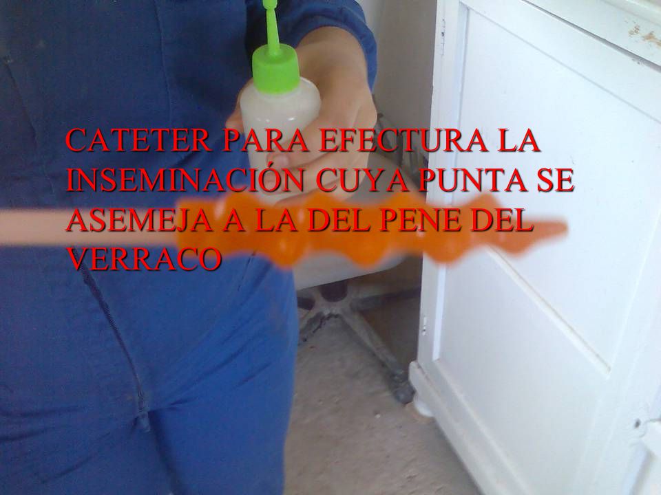CATETER PARA EFECTURA LA INSEMINACIÓN CUYA PUNTA SE ASEMEJA A LA DEL PENE DEL VERRACO