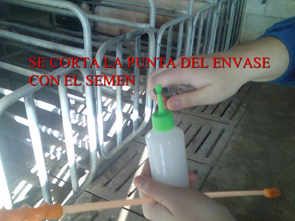SE CORTA LA PUNTA DEL ENVASE CON EL SEMEN