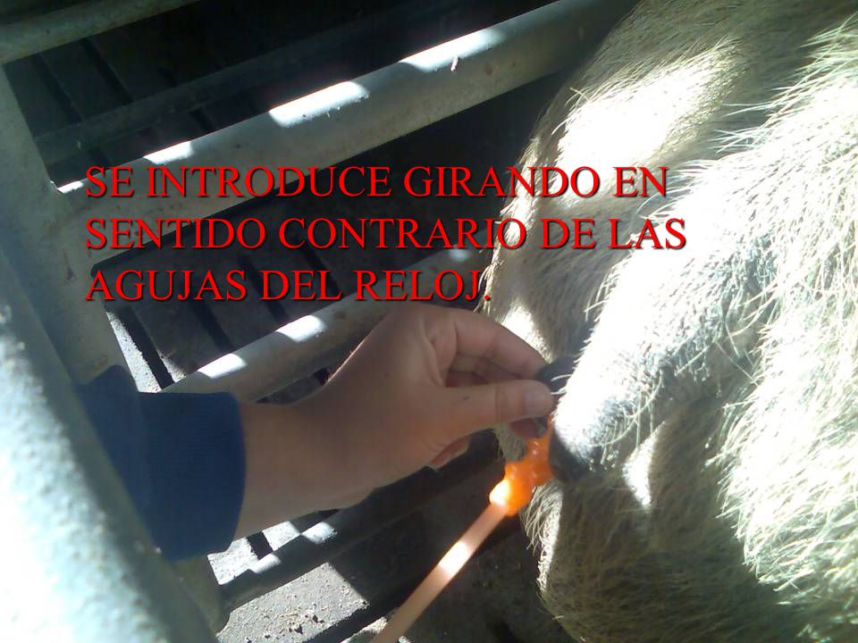 SE INTRODUCE GIRANDO EN SENTIDO CONTRARIO DE LAS AGUJAS DEL RELOJ.