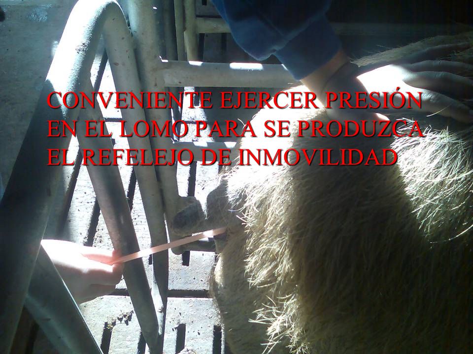 CONVENIENTE EJERCER PRESIÓN EN EL LOMO PARA SE PRODUZCA EL REFELEJO DE INMOVILIDAD
