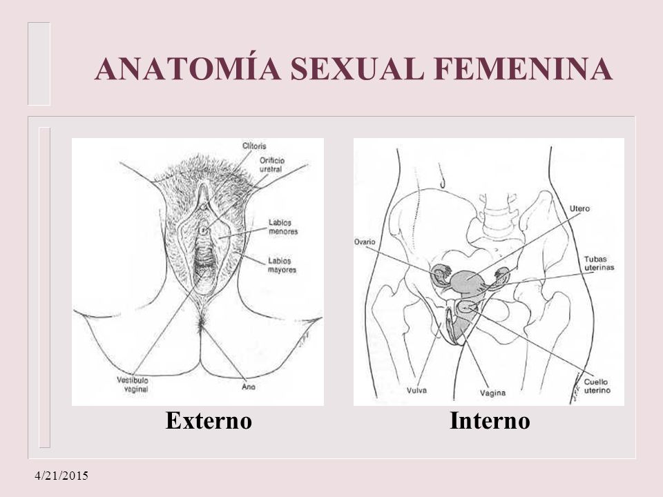 ANATOMÍA SEXUAL FEMENINA