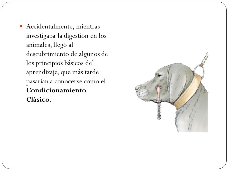 Accidentalmente, mientras investigaba la digestión en los animales, llegó al descubrimiento de algunos de los principios básicos del aprendizaje, que más tarde pasarían a conocerse como el Condicionamiento Clásico.