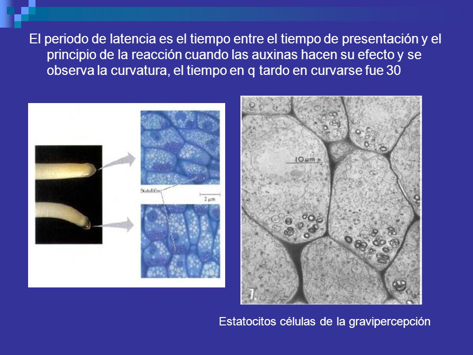 El periodo de latencia es el tiempo entre el tiempo de presentación y el principio de la reacción cuando las auxinas hacen su efecto y se observa la curvatura, el tiempo en q tardo en curvarse fue 30
