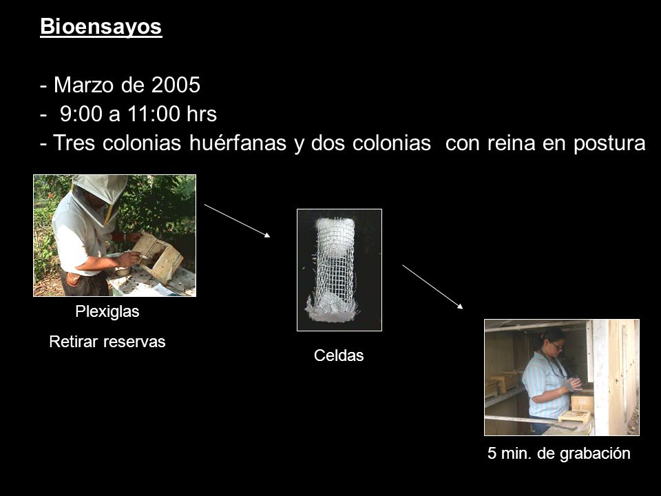 Tres colonias huérfanas y dos colonias con reina en postura