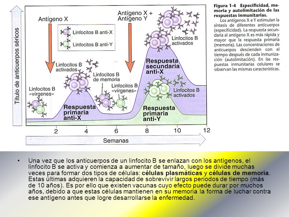 Una vez que los anticuerpos de un linfocito B se enlazan con los antígenos, el linfocito B se activa y comienza a aumentar de tamaño, luego se divide muchas veces para formar dos tipos de células: células plasmáticas y células de memoria.