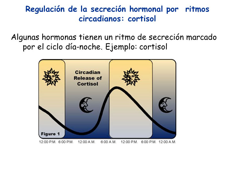 Regulación de la secreción hormonal por ritmos circadianos: cortisol