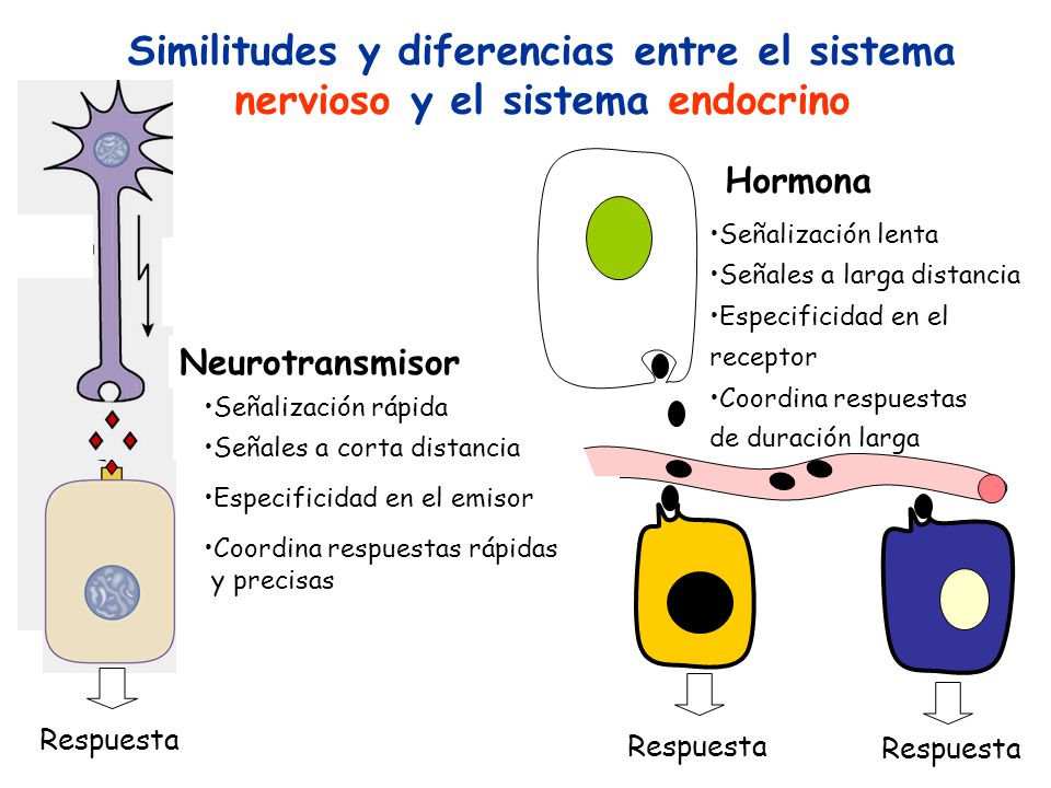 Similitudes y diferencias entre el sistema nervioso y el sistema endocrino