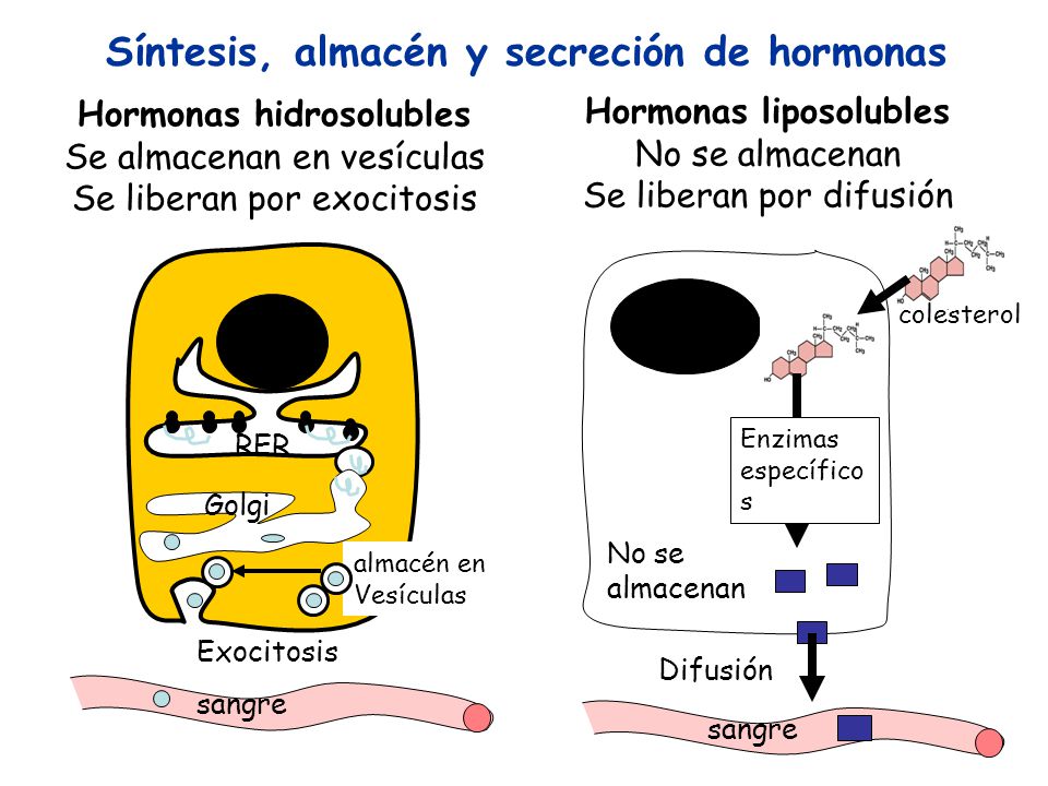 Síntesis, almacén y secreción de hormonas Hormonas hidrosolubles