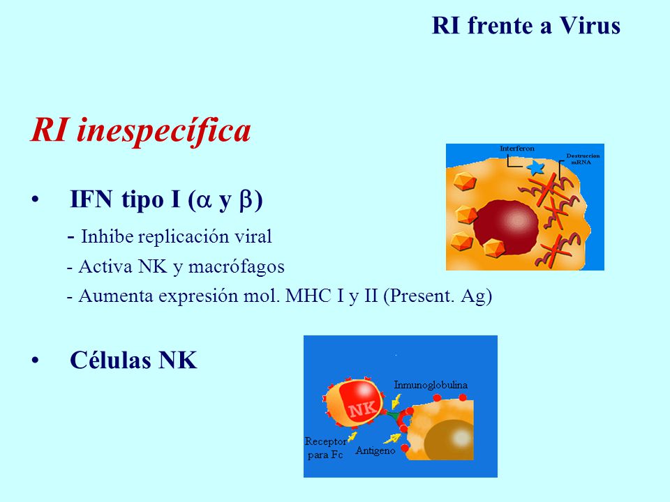 RI inespecífica RI frente a Virus IFN tipo I ( y ) Células NK