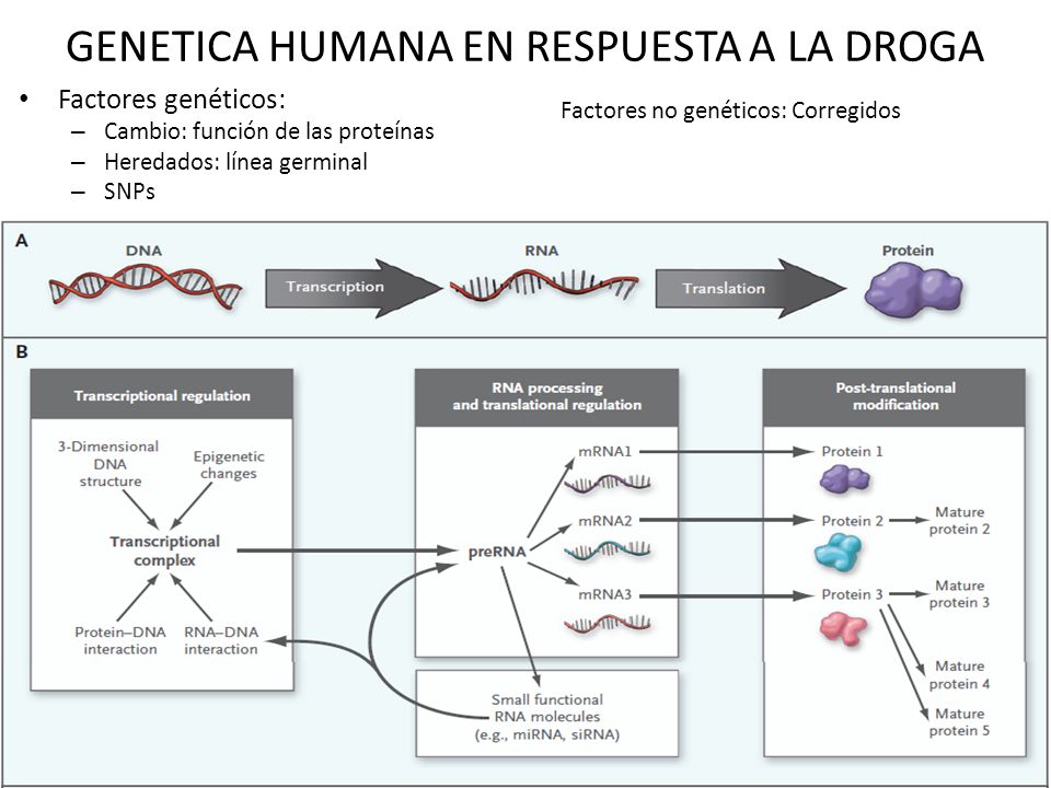 GENETICA HUMANA EN RESPUESTA A LA DROGA