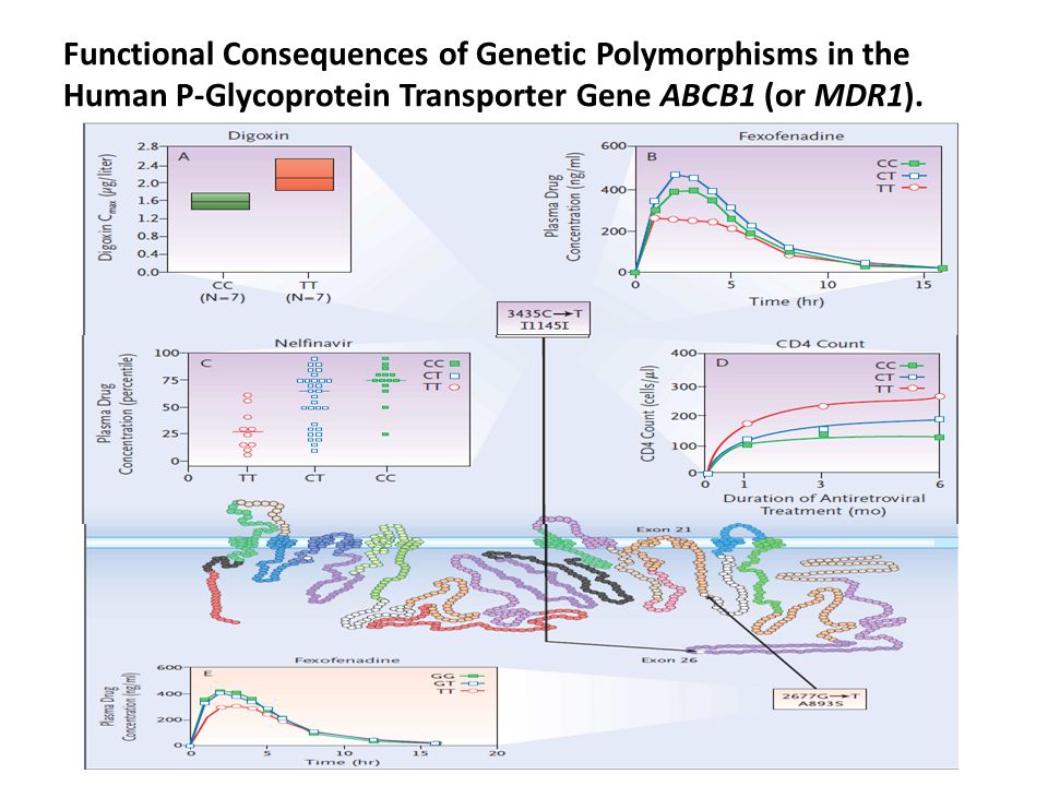Functional Consequences of Genetic Polymorphisms in the Human P-Glycoprotein Transporter Gene ABCB1 (or MDR1).