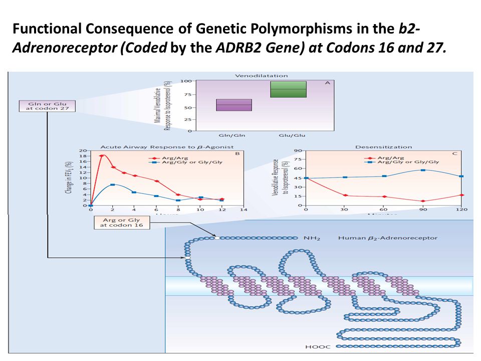 Functional Consequence of Genetic Polymorphisms in the b2-Adrenoreceptor (Coded by the ADRB2 Gene) at Codons 16 and 27.