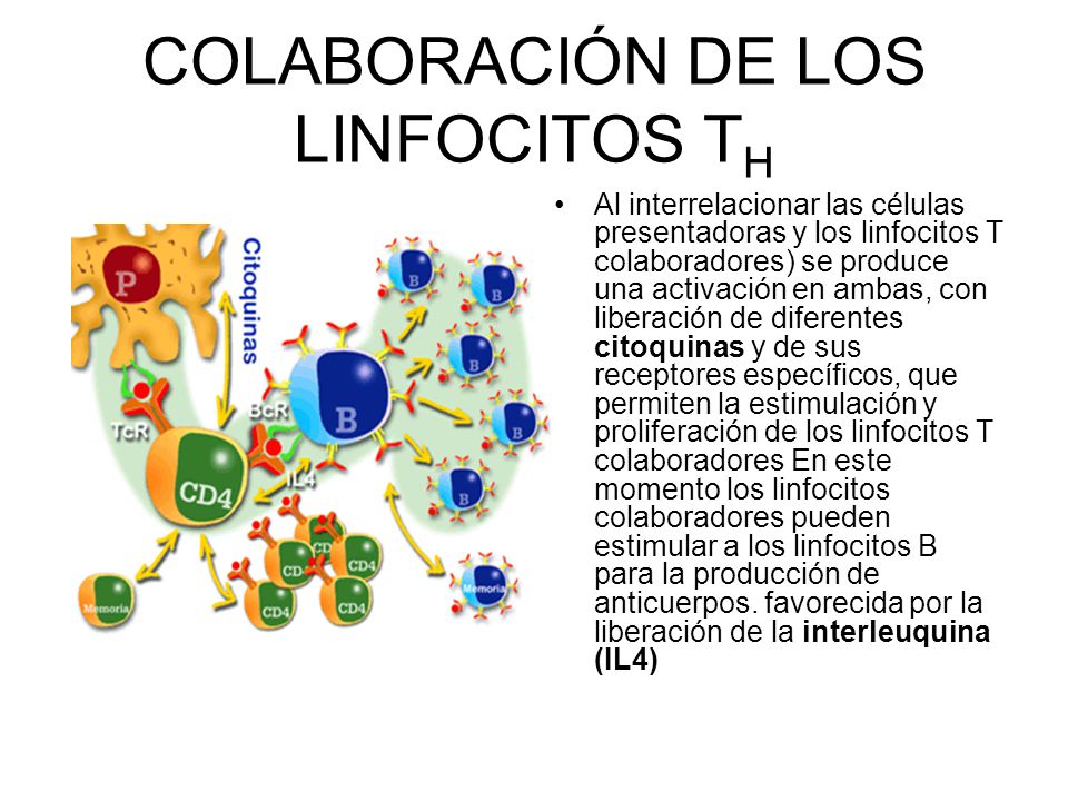 COLABORACIÓN DE LOS LINFOCITOS TH