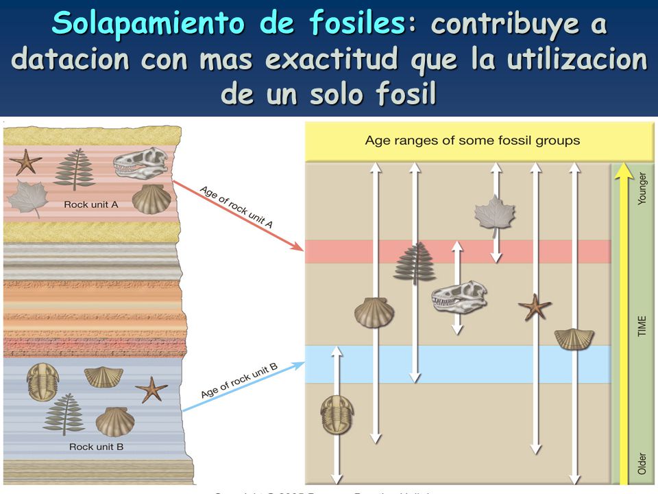 Solapamiento de fosiles: contribuye a datacion con mas exactitud que la utilizacion de un solo fosil